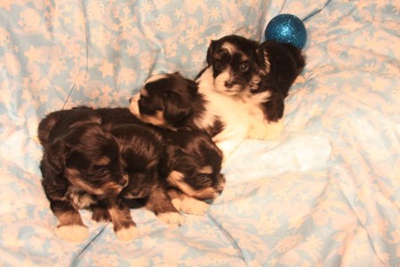 havanese-puppies